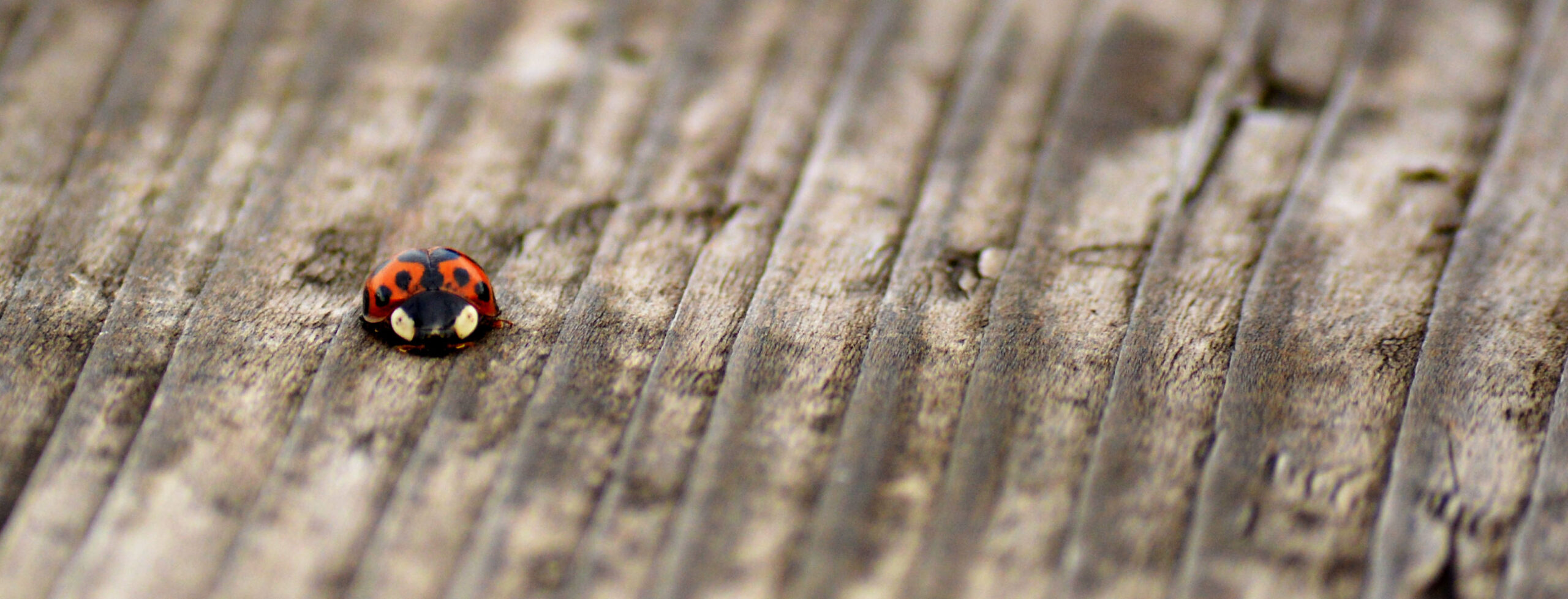 Nature β Solitary ladybug